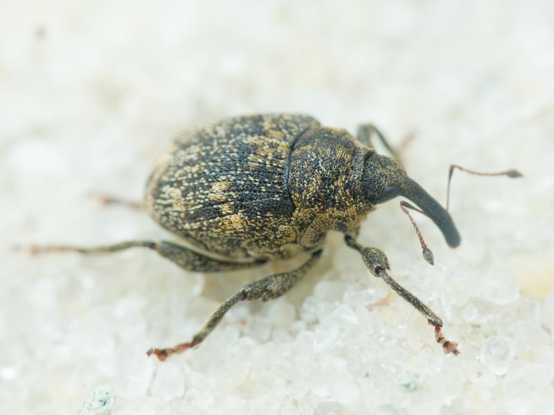 Mogulones abbreviatulus (Fabricius, 1792)